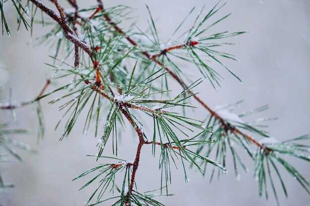  the snow and abstract tree branches in the mountain in the nature  