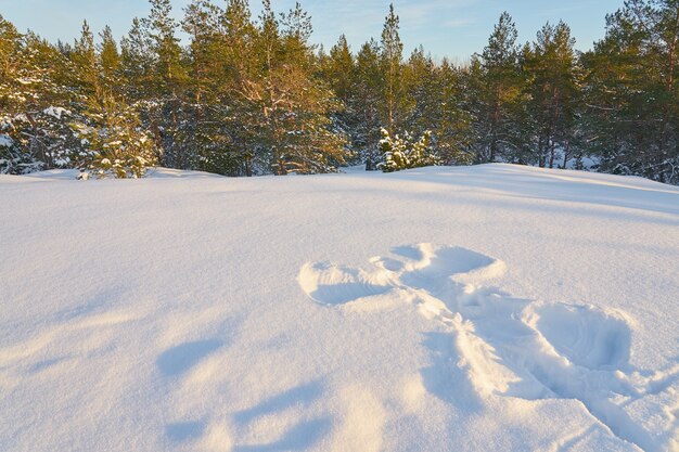 Snow angel in the winter forest on sunny day