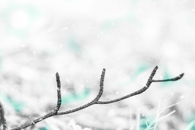 Photo snow background and pine branch. christmas background and blank space.