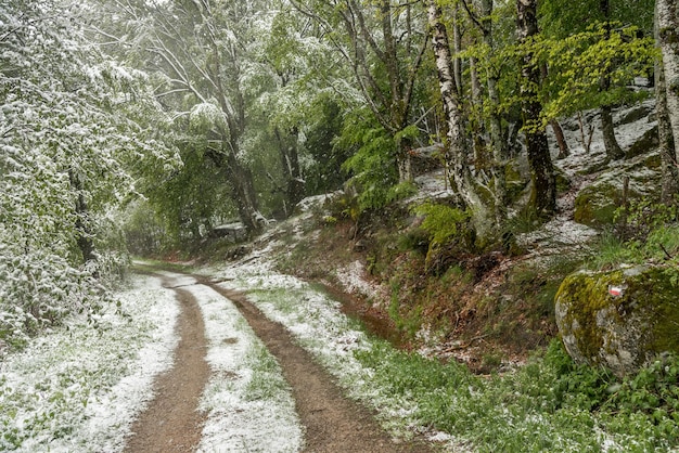 Photo the snow begins to fall on a small trail that enters the forest