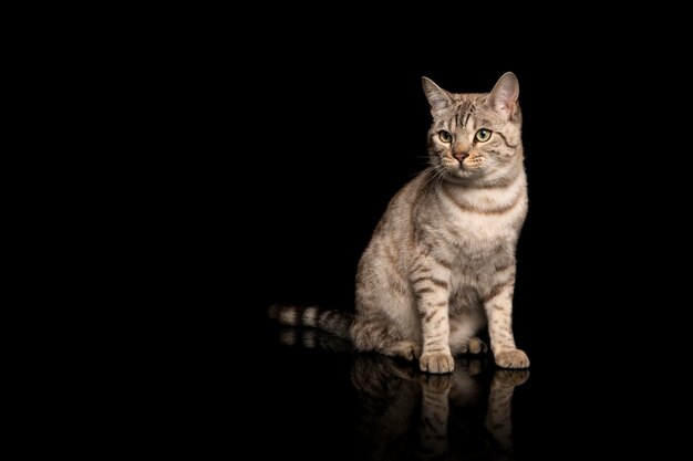 Snow bengal purebred cat sitting on a black background with space for copy