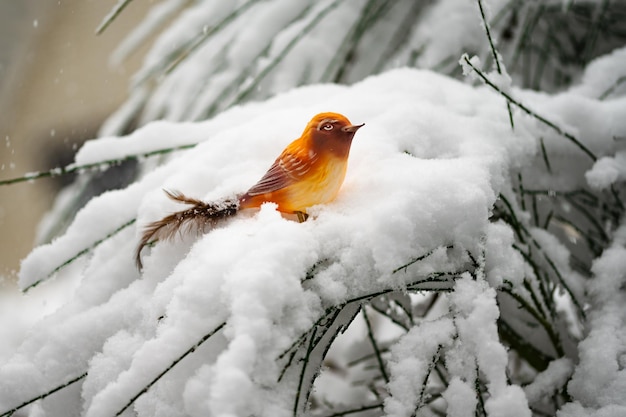 Photo snow bird in april