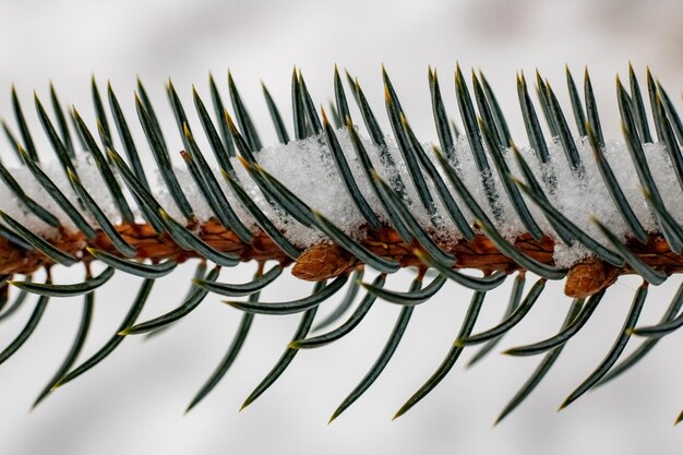 Snow on a branch of blue spruce close up