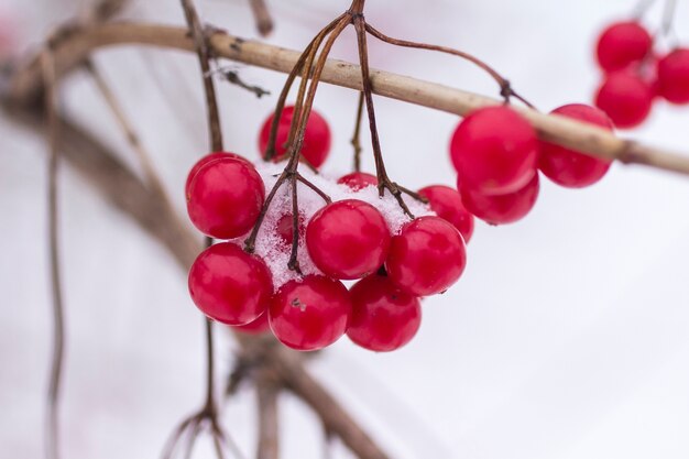 Snow on a branch of red viburnum close-up
