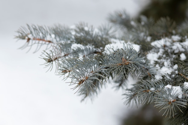 Snow on branch winter scene