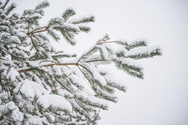 Foto neve rami di un albero di natale di abete nella neve nella foresta invernale