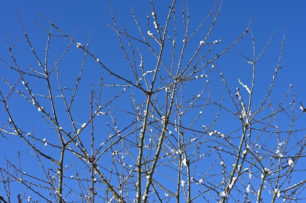 Snow on branches melts in sunny weather. High quality photo