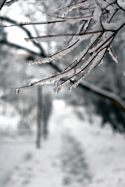 冬の公園の枝に雪が降る