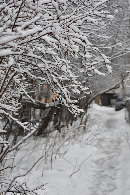 Snow on branches in the park in winter