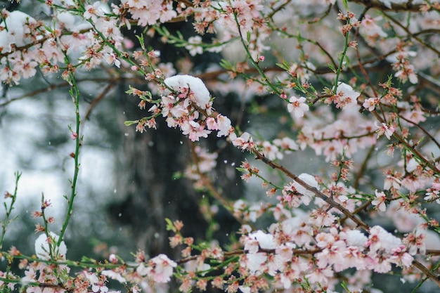 Snow on the branches of a tree