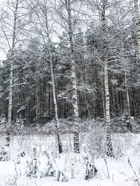 Snow on the branches of trees and shrubs in winter