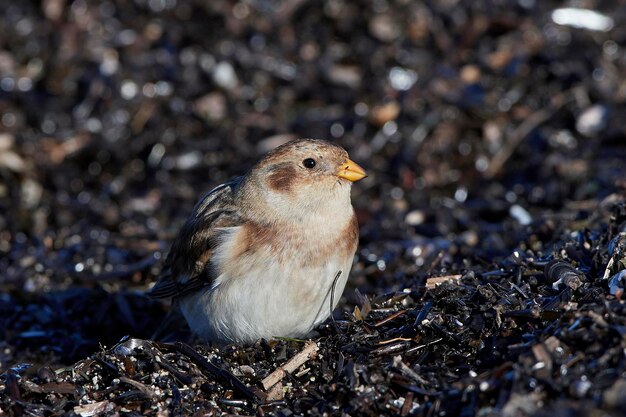 写真 スノーホオジロ plectrophenax nivalis