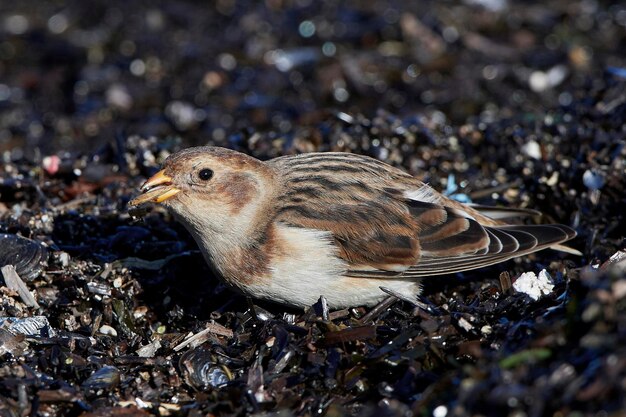 Foto zigolo delle nevi plectrophenax nivalis