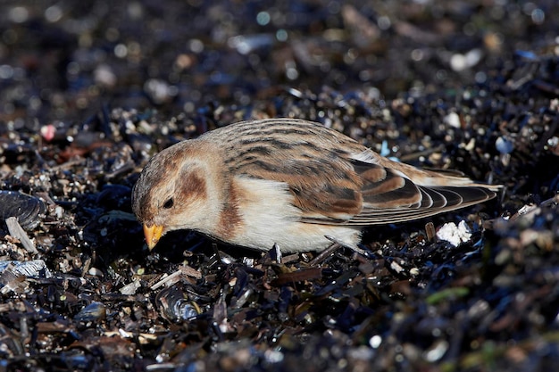 Снежная овсянка Plectrophenax nivalis