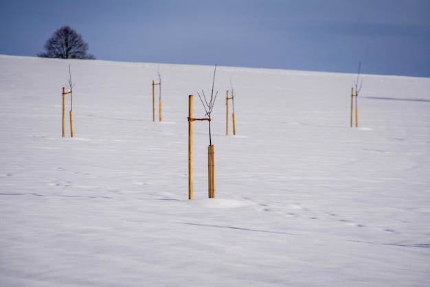 雪をかぶった土地と新しく植えられた木々は、適切に固定され、寒さから守られています。