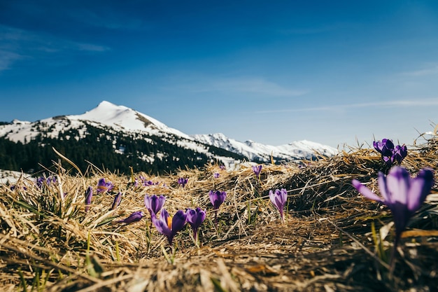 Snow-capped peaks in the mountains, purple flowers, spring. High quality photo