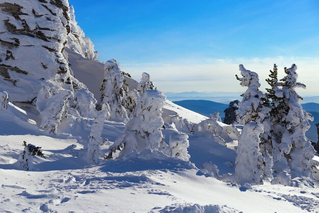 Alberi innevati di forma insolita in cima al nome della montagna è zelenaya nel villaggio di sheregesh