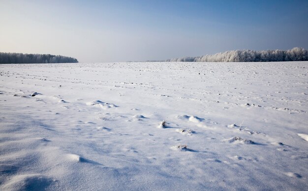 写真 雪は冬に凍った乾燥した植物で農地を覆い、自然の寒い凍るような冬の天候