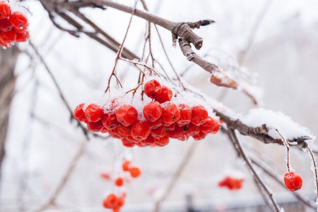 Snow-covered bare branchs of Rowan with large bunch of red berries.