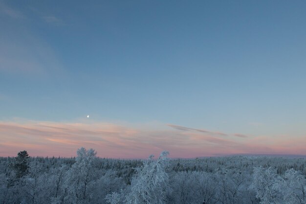Photo snow covered bare trees against sky at dusk