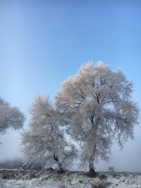 Snow covered bare trees on field against clear blue sky during winter