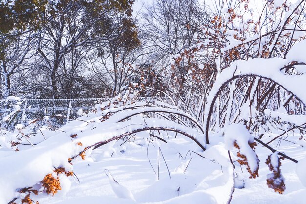 写真 野原の雪に覆われた裸の木