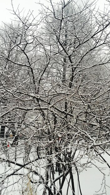 雪で覆われた裸の木