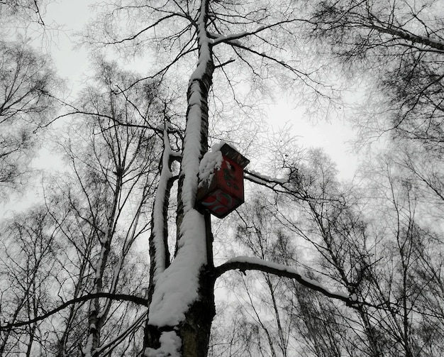 Snow-covered birdhouse on a birch.