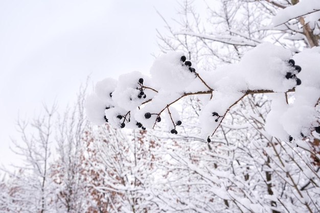 Snow-covered black berries on a tree branch