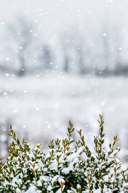 降雪時に焦点がぼけた木の背景に雪に覆われたツゲの木の茂み