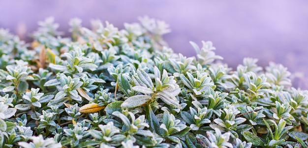 Photo snow-covered boxwood bush with green leaves on a light blurred background