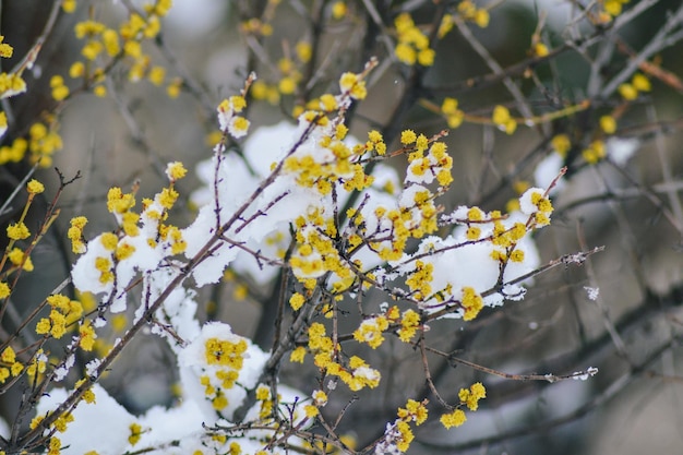 雪に覆われたレンギョウの木の枝が雪に覆われています。