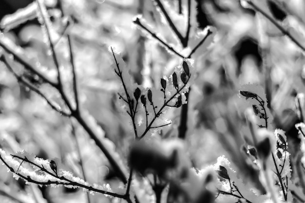 Snow-covered branch at night in the winter. Black-and-white photo