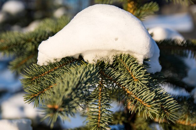 トウヒの木の雪に覆われた枝。新雪のクリスマス常緑トウヒの木。