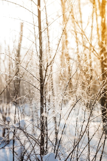 冬の日の出または日の入りの焦点がぼけた背景に対して雪に覆われた枝の木
