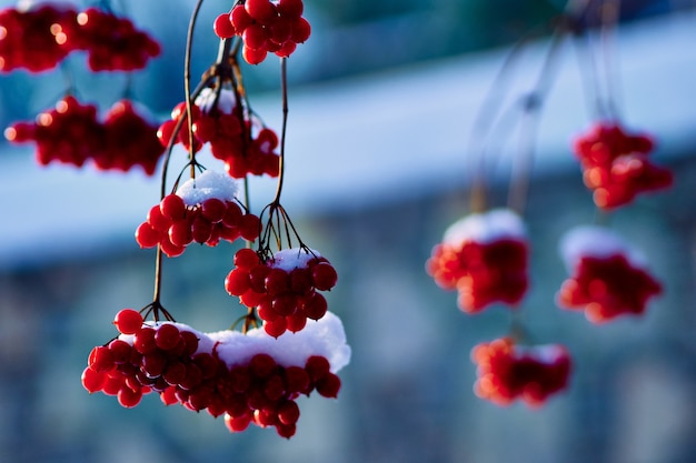 Ramo innevato con bacche di sorbo