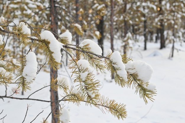 snow covered branches in the forest