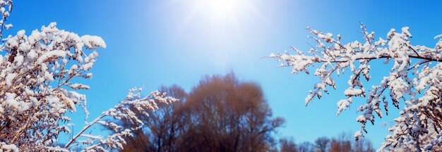 晴天の青空を背景に、冬の雪に覆われた木の枝、パノラマ