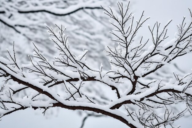 Photo snow covered branches of a tree on white