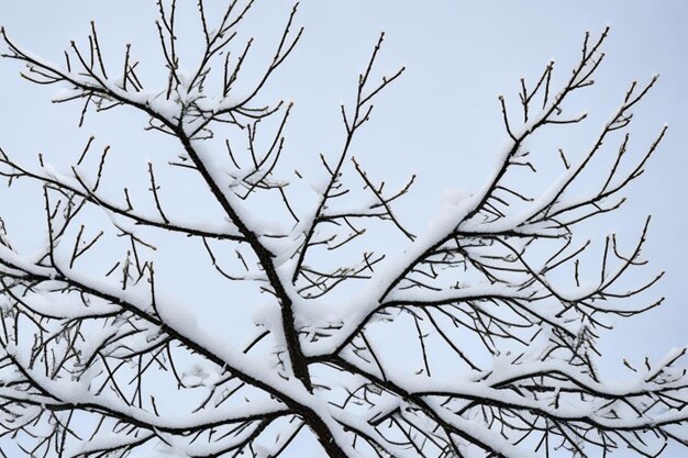 Foto rami coperti di neve di un albero bianco