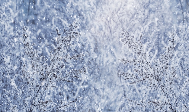 Snow-covered branches of trees and shrubs during the snowfall form a winter pattern