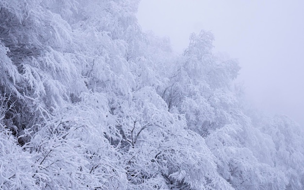 雪に覆われた木の枝