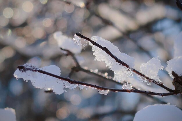 Snow covered branches