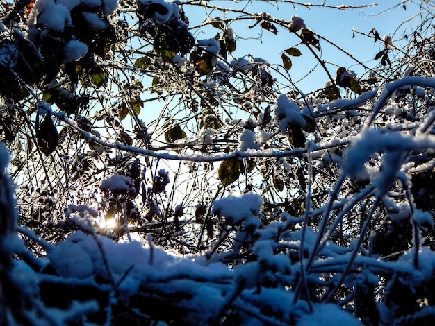 雪に覆われた枝