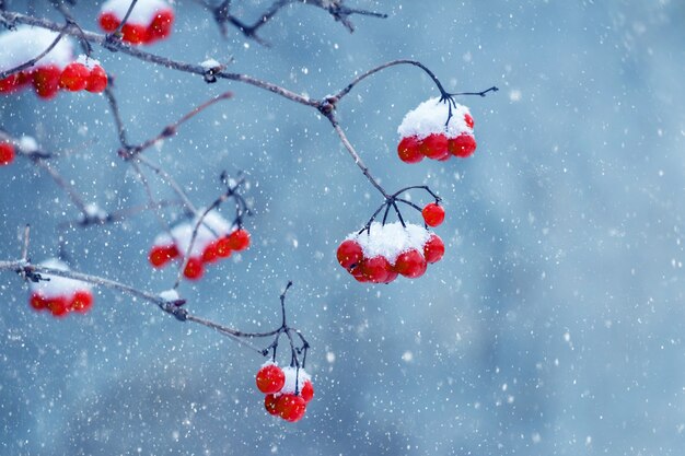 Grappoli innevati di viburno rosso su sfondo blu durante una nevicata