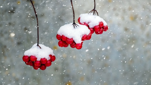 Mazzi di viburno innevati durante una nevicata