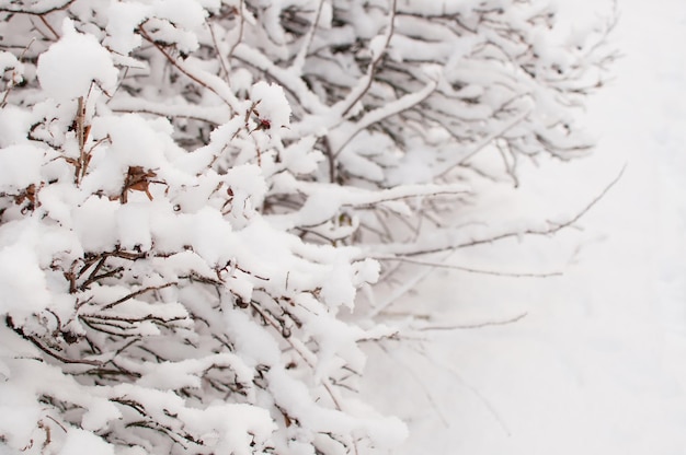 Snow-covered bushes in the park on a blurry white background with a place for text