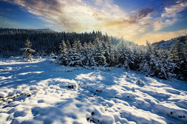 Snow-covered Carpathian mountains and hills with huge snowdrifts of snow-white snow and evergreen Christmas trees illuminated by the bright cold sun