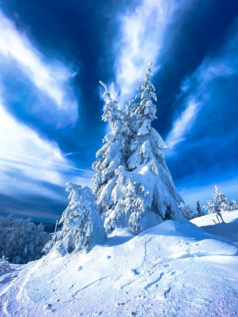 写真 雪で覆われた山のクリスマスツリー 山頂の深い雪