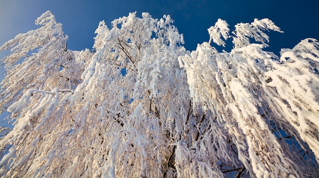 Betulle decidue coperte di neve in inverno, neve bianca si trova ovunque sull'albero, cielo blu
